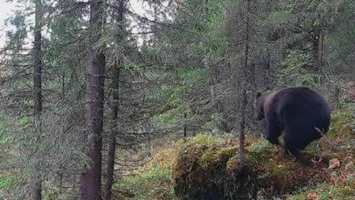 Fikk nei til bjørnejakt under elgjakta: – Vi vil anke