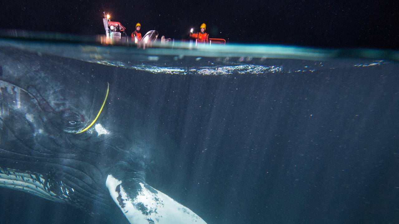 Bilde tatt halvveis under vann viser knølhval med gul kabel, og du kan si vidt skimte hodene til menneskene som jobber for å redde hvalen.