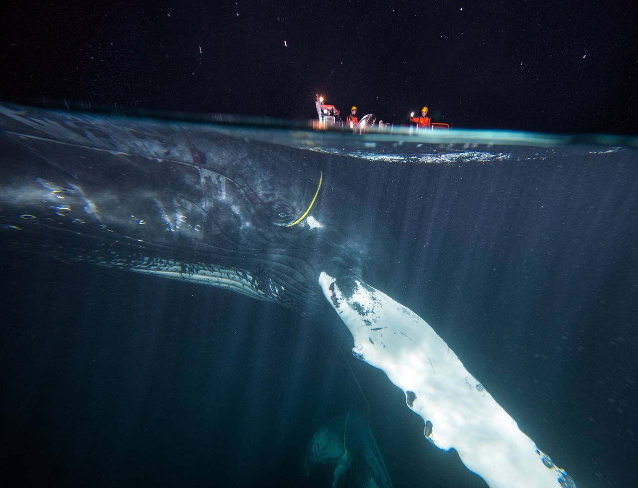 Bilde tatt halvveis under vann viser knølhval med gul kabel, og du kan si vidt skimte hodene til menneskene som jobber for å redde hvalen.