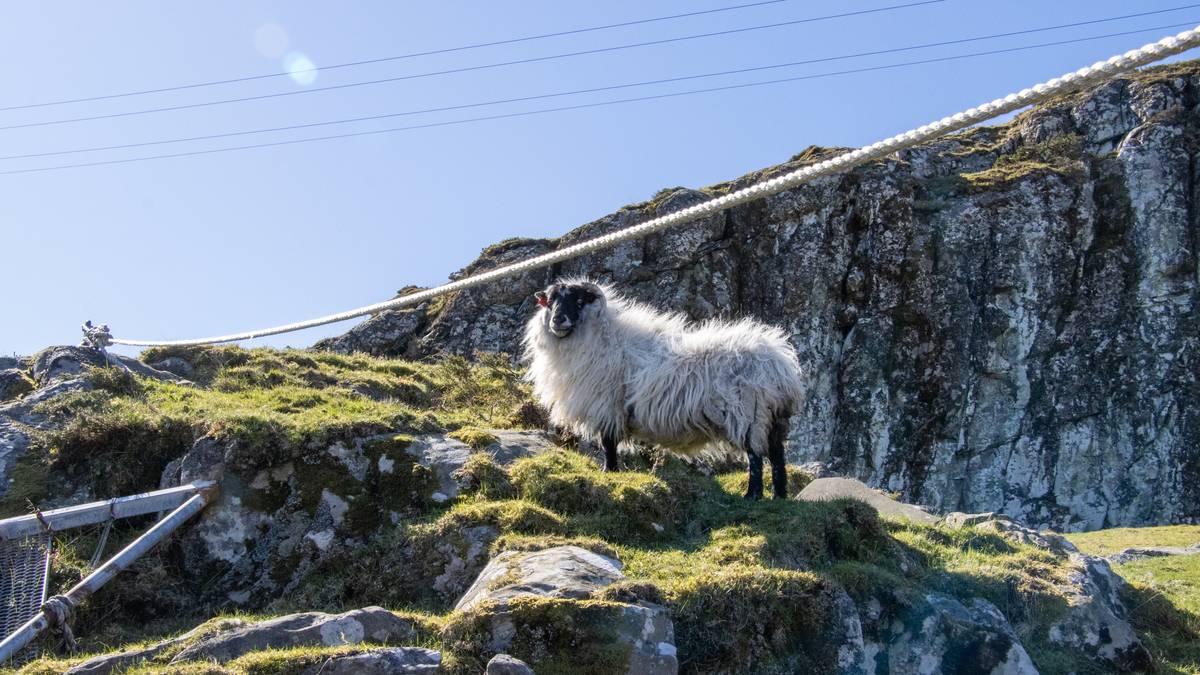 Saue­mysteriet i Florø: 50 sauer spor­laust forsvunne