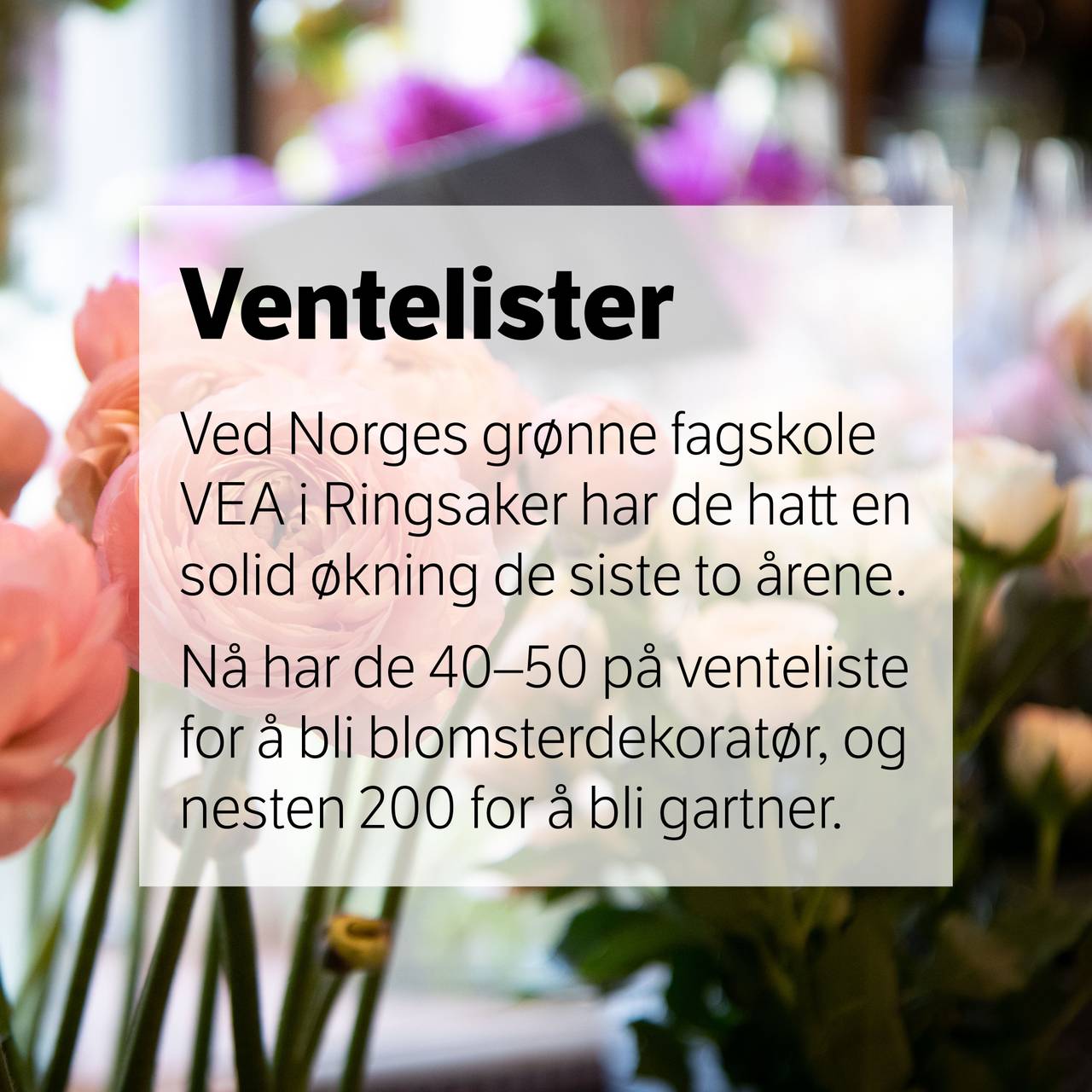 Blomsterfakta grafikk