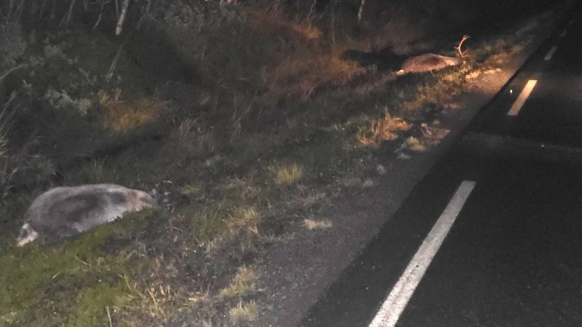 Bil køyrte inn i ein reinflokk: – Ligg rein strødd overalt