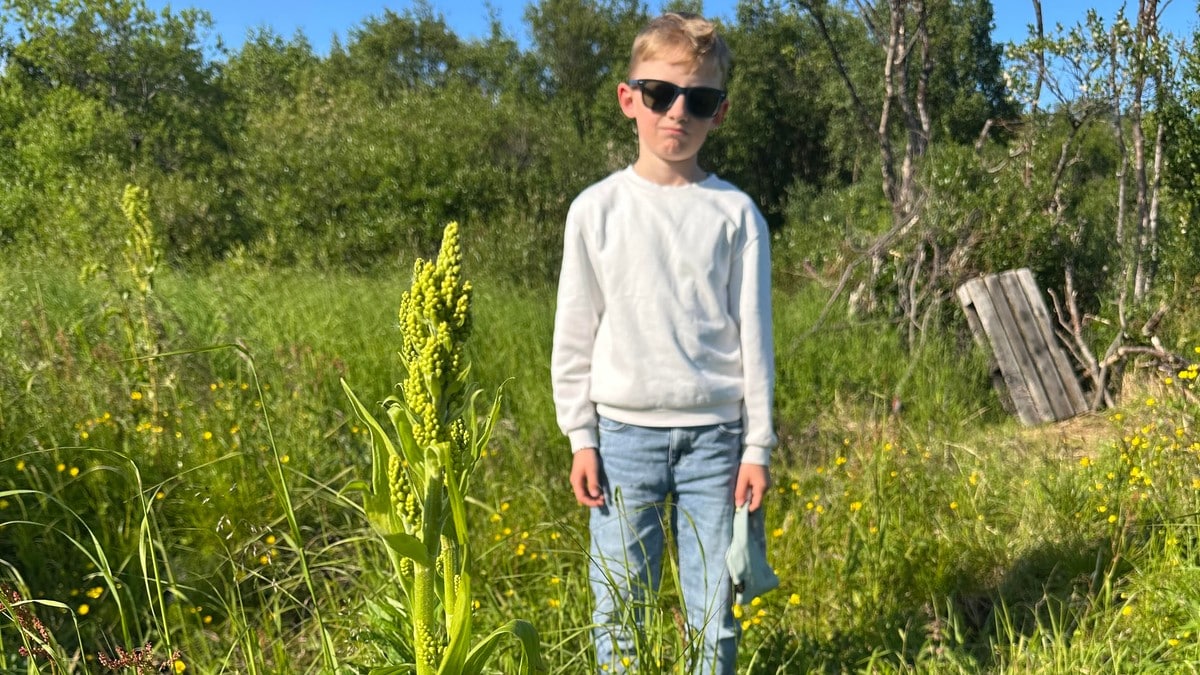 Giftig plante sprer seg ved barneskole: – Synes ikke kommunen gjør nok
