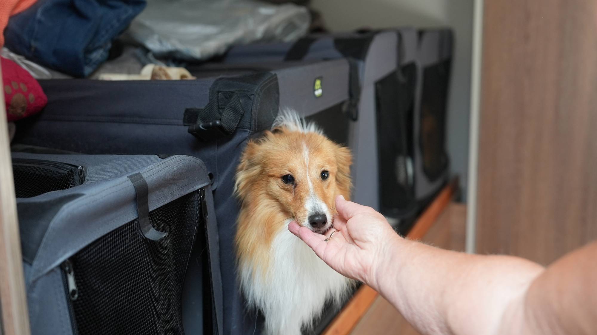 En hund er i et bur inni en bobil. Den er brun og hvit og blir klappet av eieren sin. 