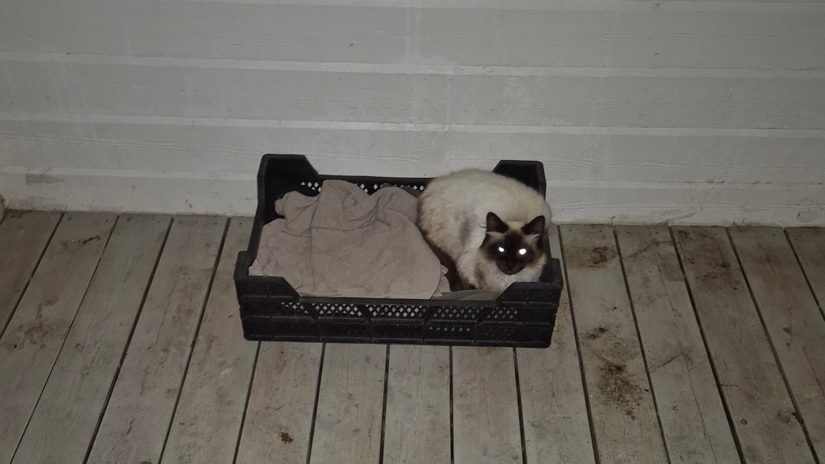 Mann dømd for å spyle nyfødde kattungar i do