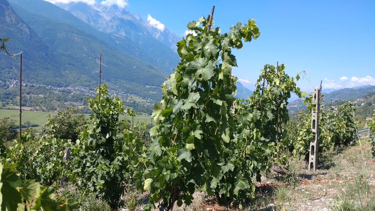 Frykter tørke kan gå ut over vinproduksjonen