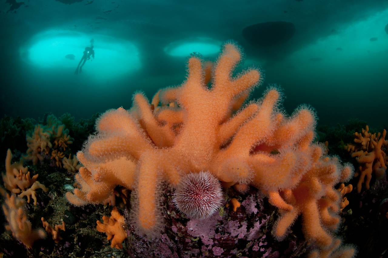Korallrev i Arnavågen, orange i fargen