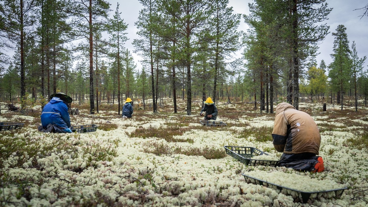 Tapte mot staten, rasar mot «skrivebords­byråkrati»