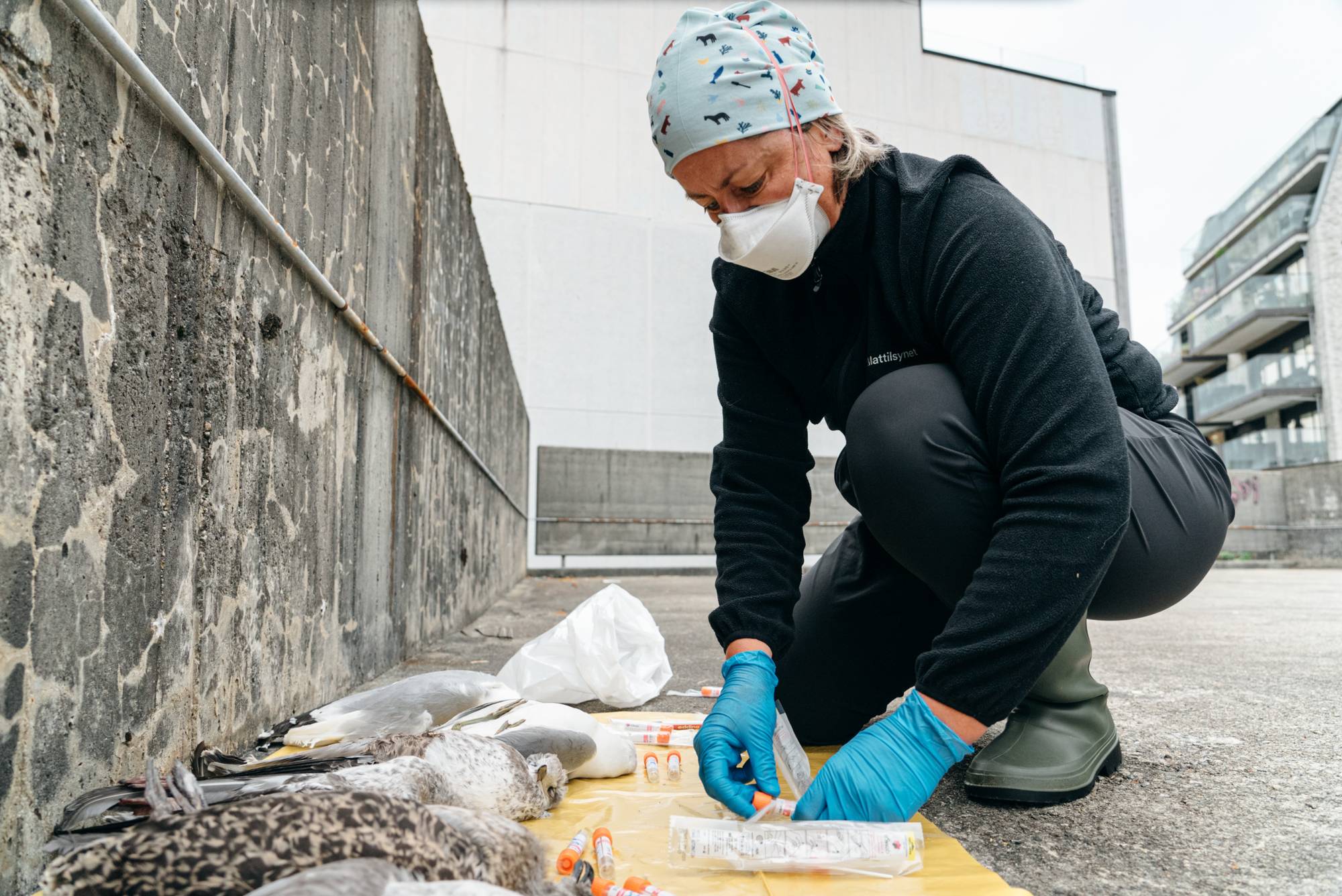 Døde måker testet for fugleinfluensa
