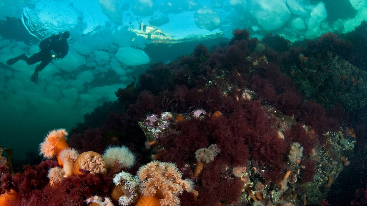 Fargerike planter på bunnen av Oslofjorden, en dykker og et hus skimtes i overflaten