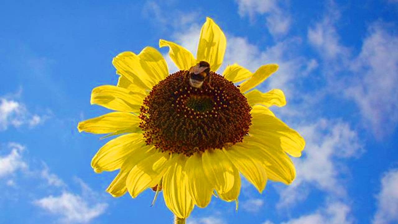 Solsikke med humle, blå himmel
