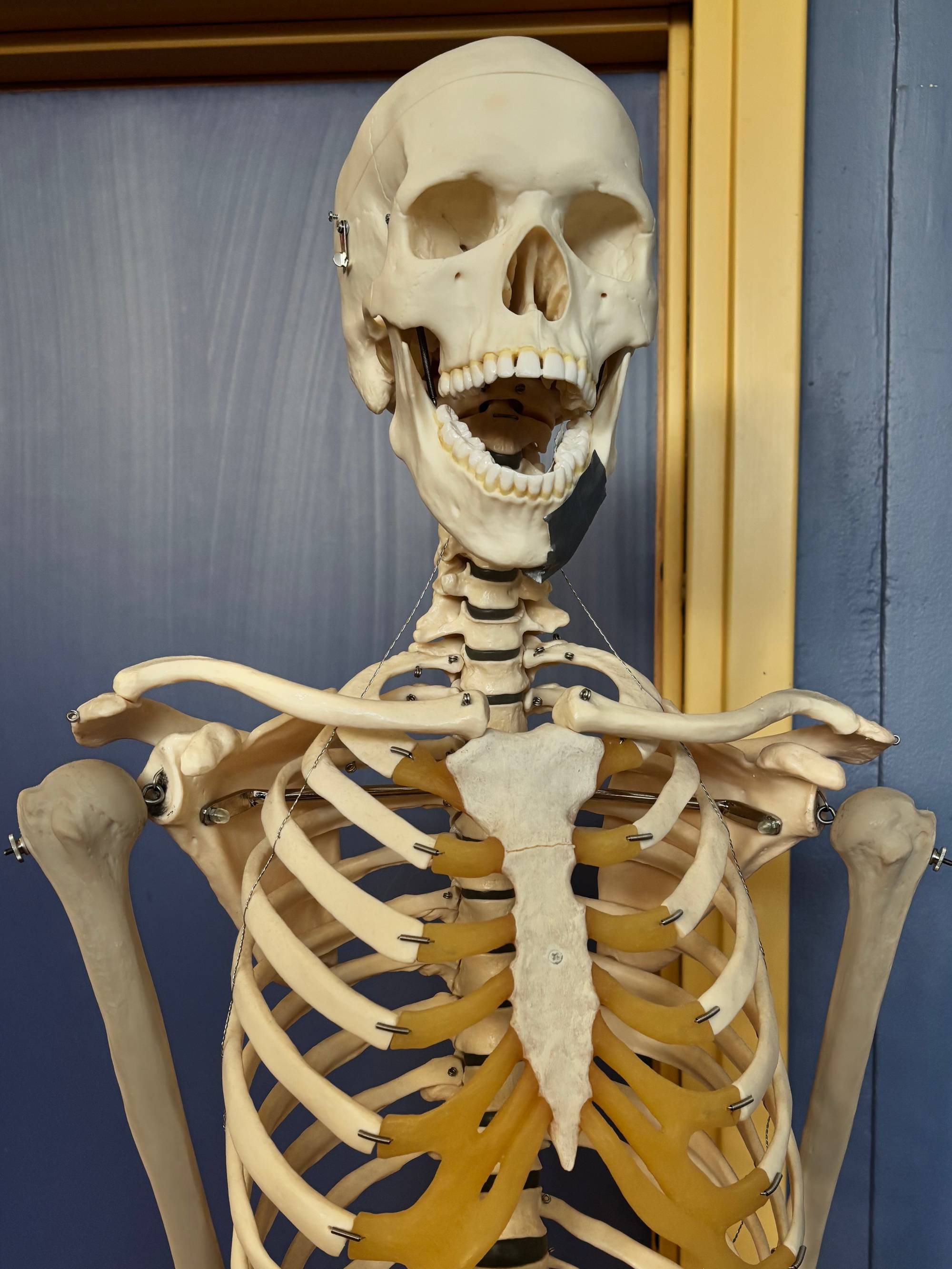 Skjelett på UiT