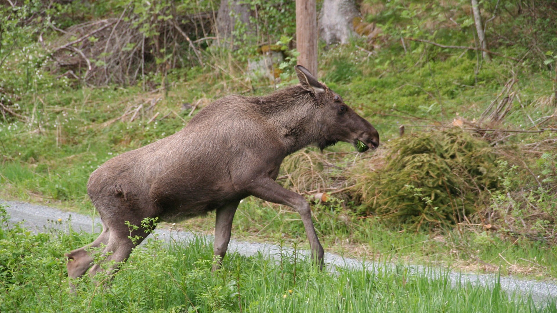 Elgkalvprosjekt til flere fylker