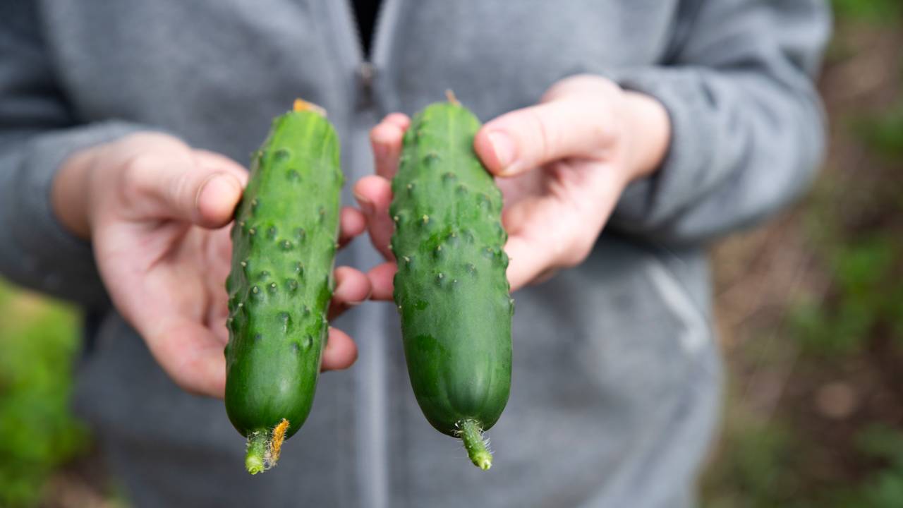 Snackagurkar som har vakse på garden til Marte.