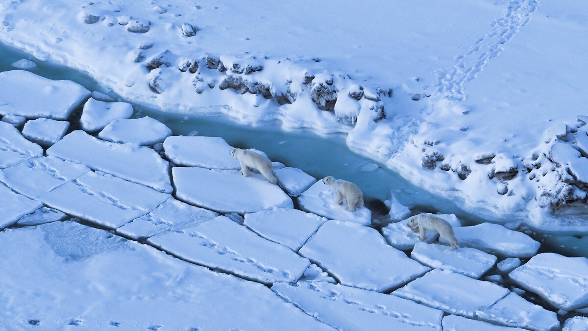 Isbjørnene på Svalbard «flykter» til Russland: – Bruker andre områder enn tidligere