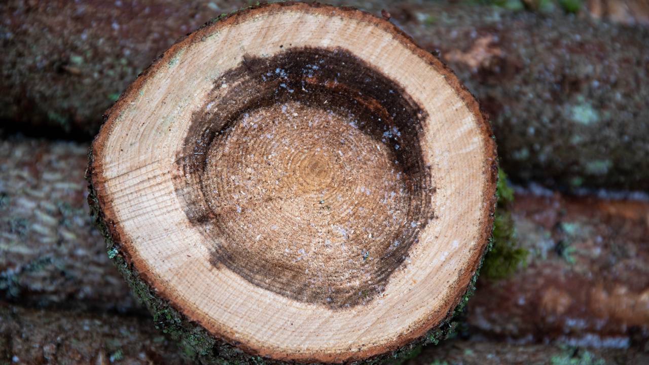 Rotkjuke. Gran skog