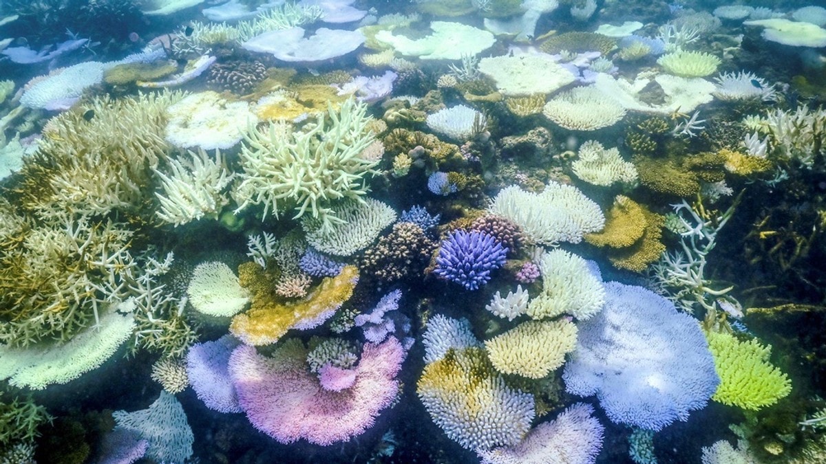 Australia: Store skader på Great Barrier Reef