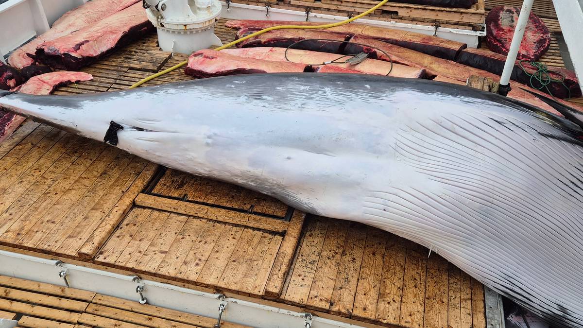 Hvalfangere slår alarm: – Har aldri observert så mange magre hvaler