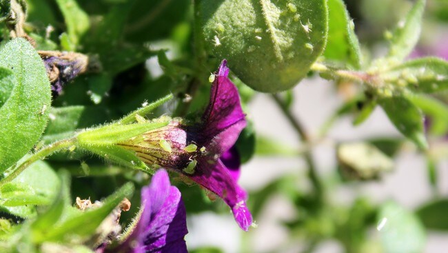 Rebetennelse Vitusapotek