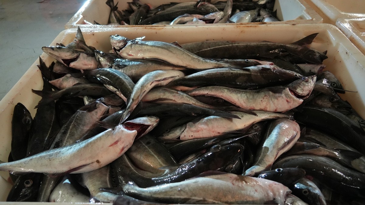 Seifisket fortsetter &aring; blomstre p&aring; Helgeland