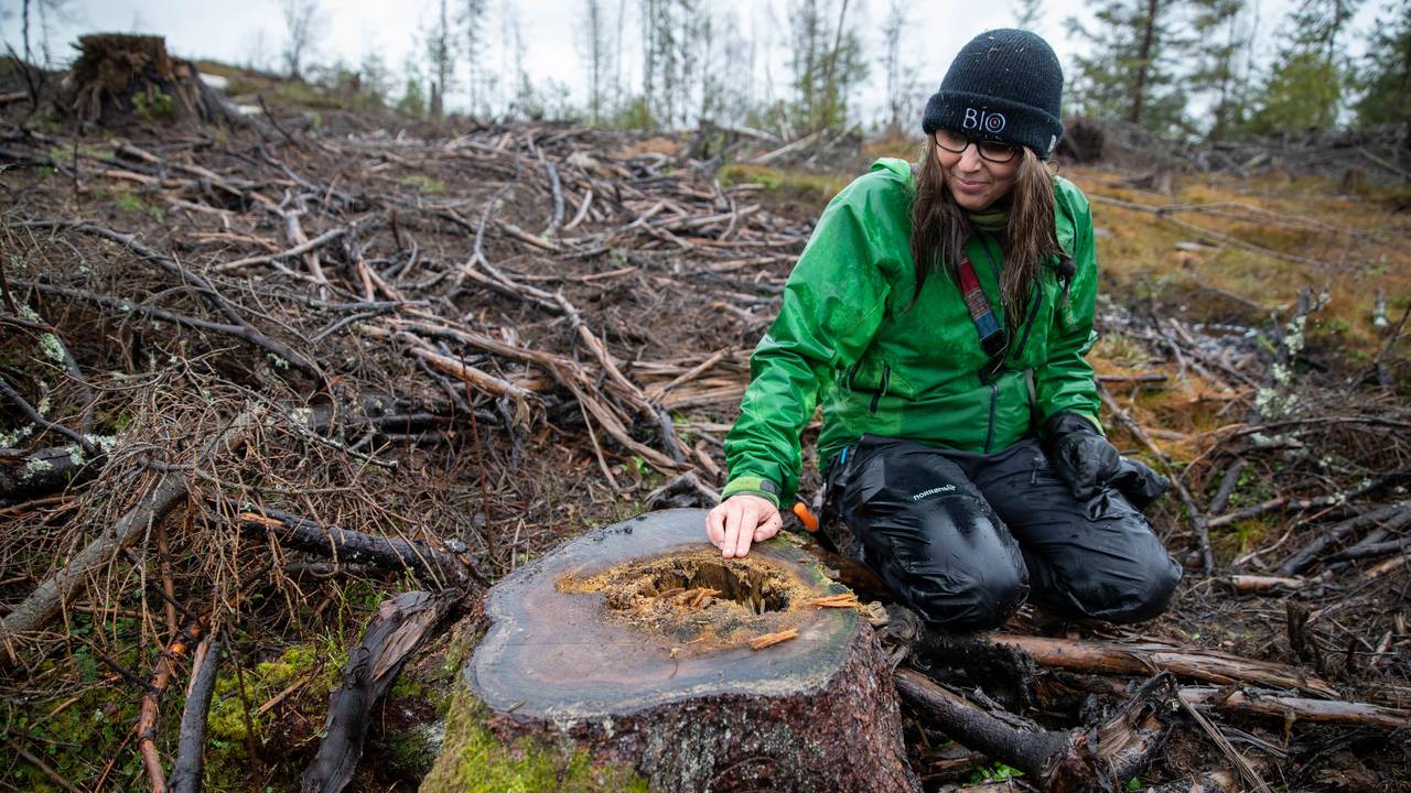 Skog interbro