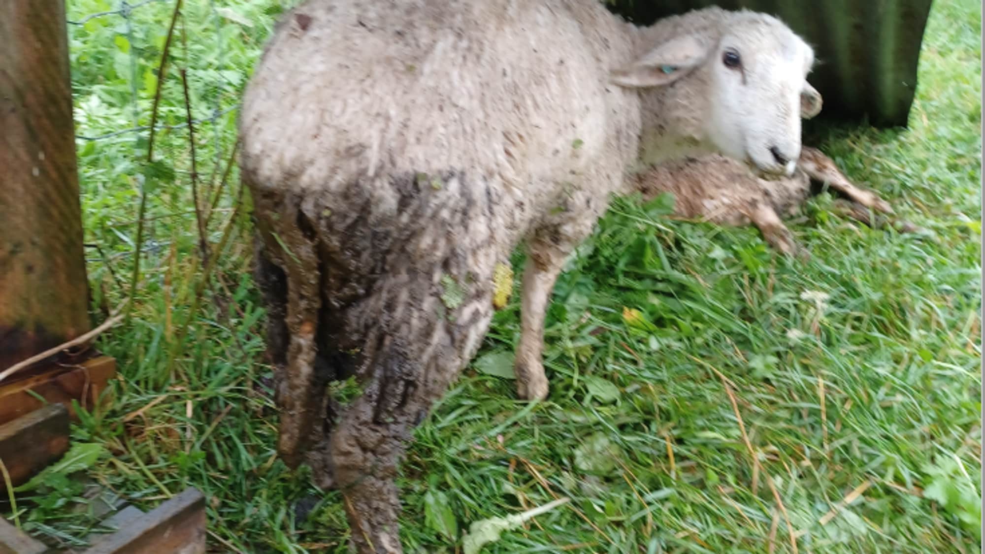 Et skittent lam står på en gressplen under et takoverbygg. Et annet dyr ligger bak det. (Bildebeskrivelsen er laget av en KI-tjeneste)