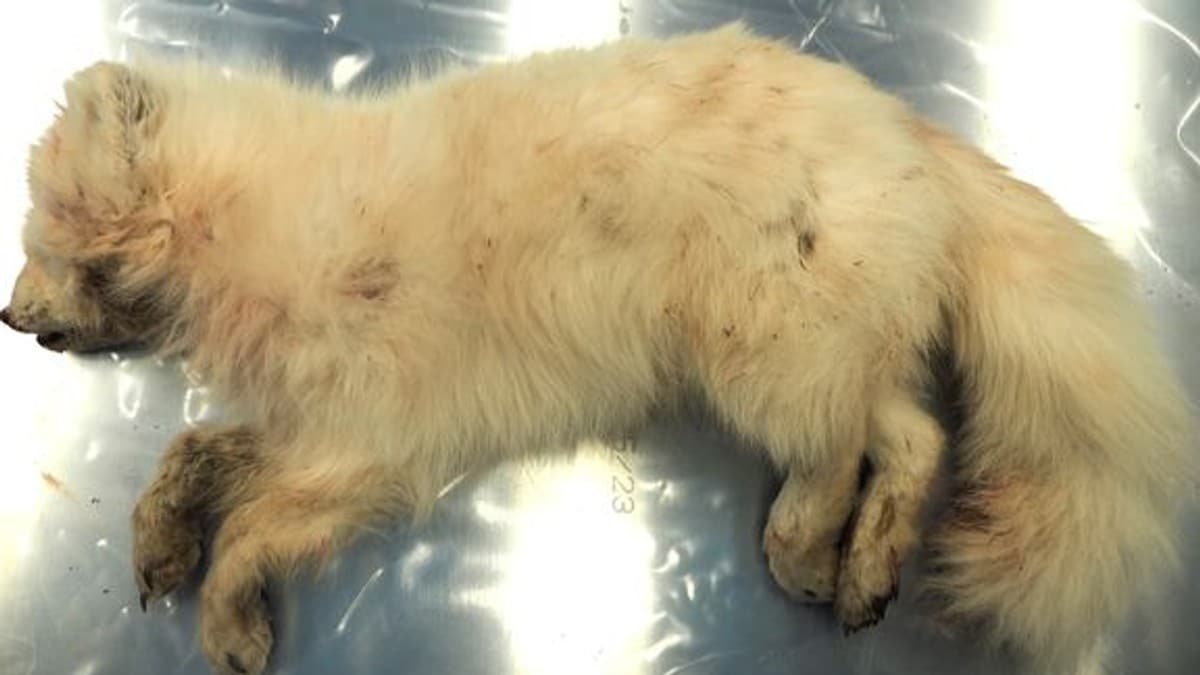 Veterinærinstituttet: Rabies påvist hos fjellrev på Svalbard