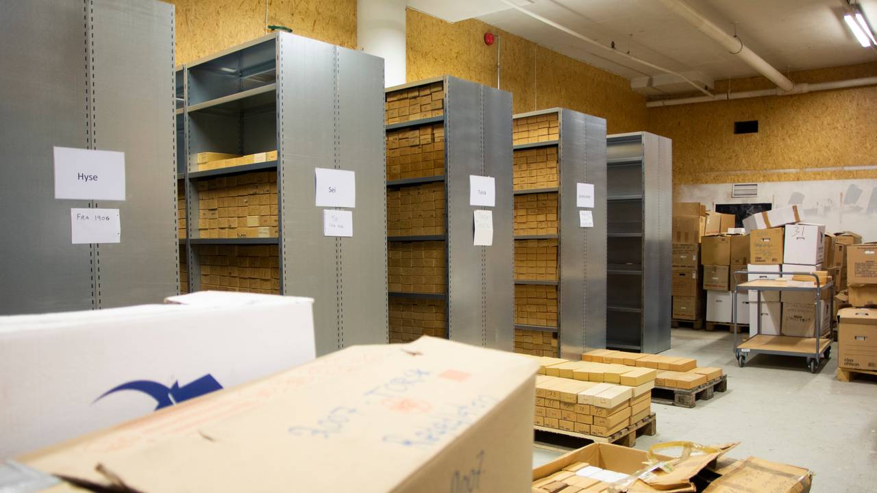 Fra Havforskningsinstituttets otolittarkiv i Bergen.