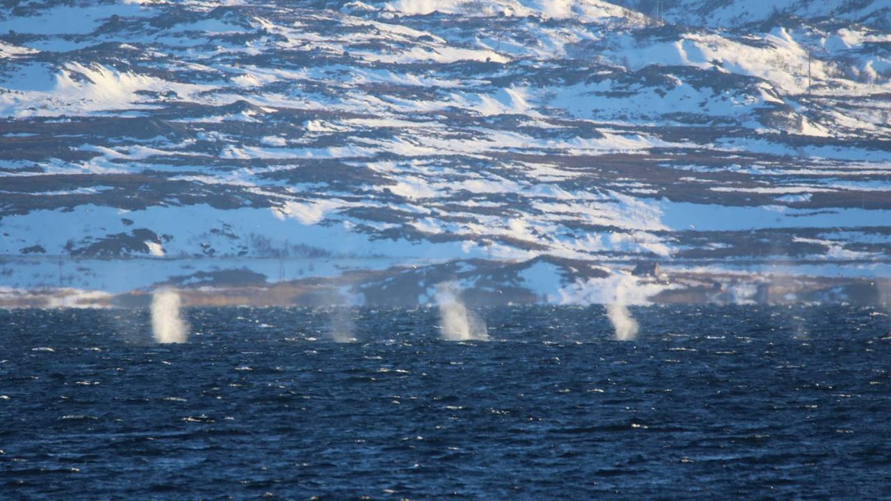hval i vadsø