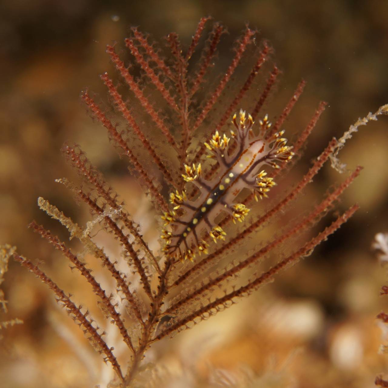 Nakensneglen Dendronotus yrjargul.