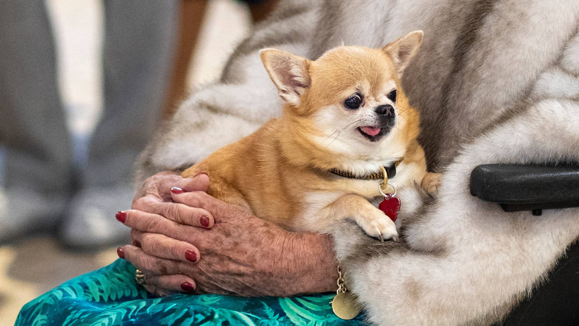 Hunden Wilma ligger på prinsesse Astrids fang
