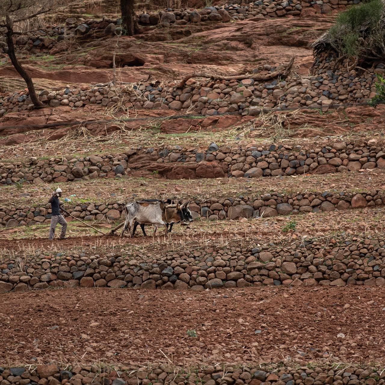 En bonde pløyer et jorde utenfor byen Abi Adi, i Tigray-regionen nord i Etiopia. 