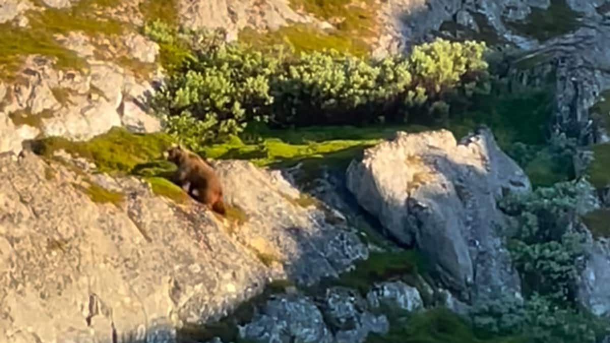 Bjørnen går rett forbi reinflokken – krever felling