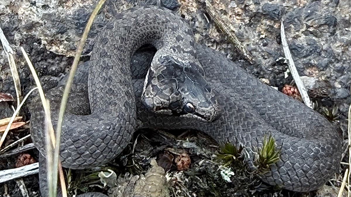 Turgåer fant tohodet slange i Fredrikstad