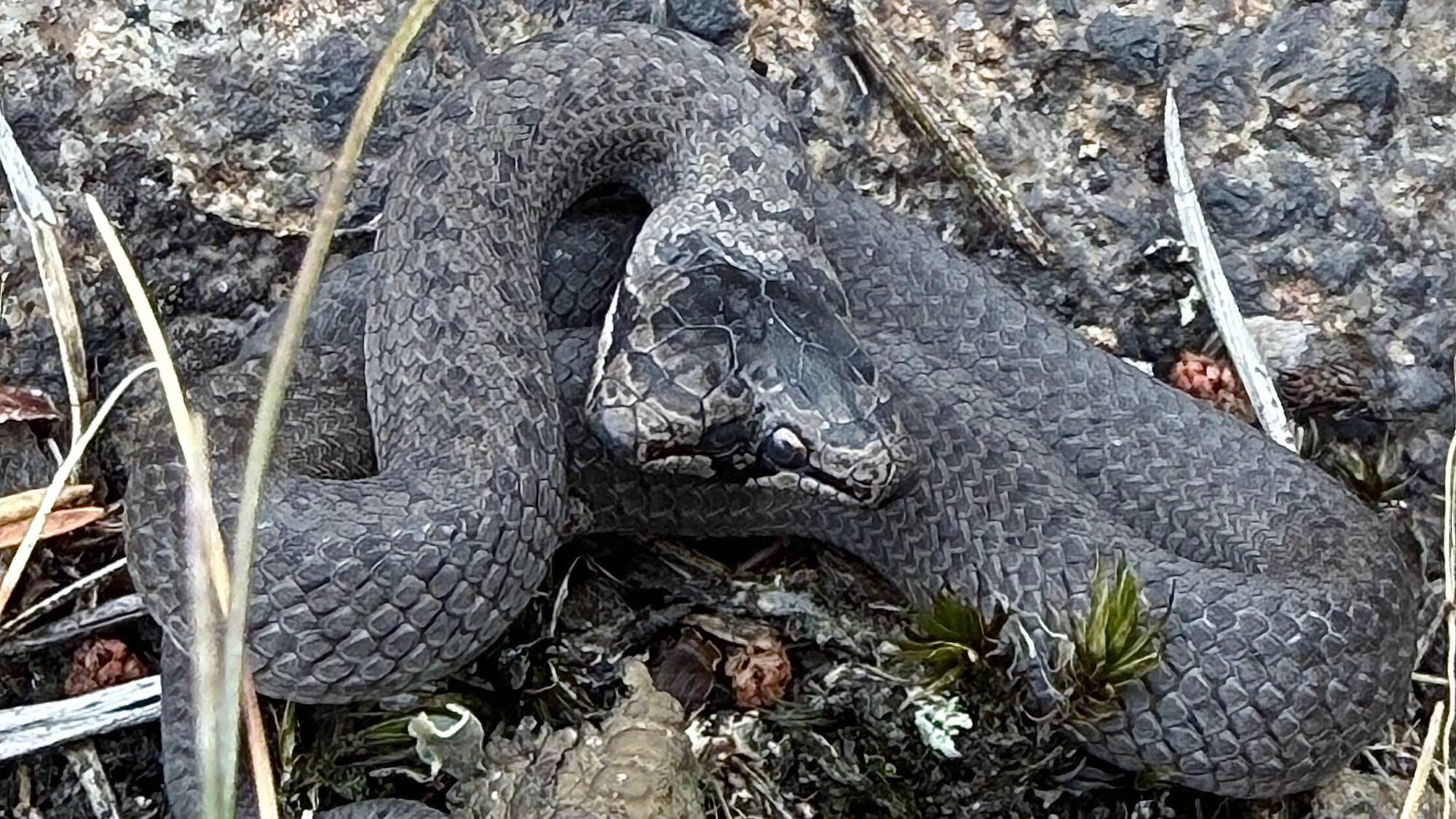 En grå, mønstret slange ligger sammenkrøllet på bakken blant mose og tørt gress. (Bildebeskrivelsen er laget av en KI-tjeneste)