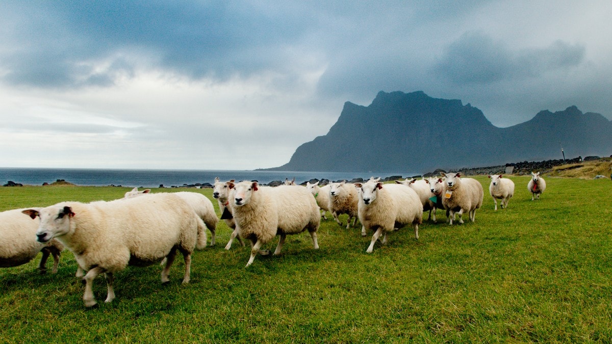 Sauene i Lofoten er nå i samme klasse som champagne og feta