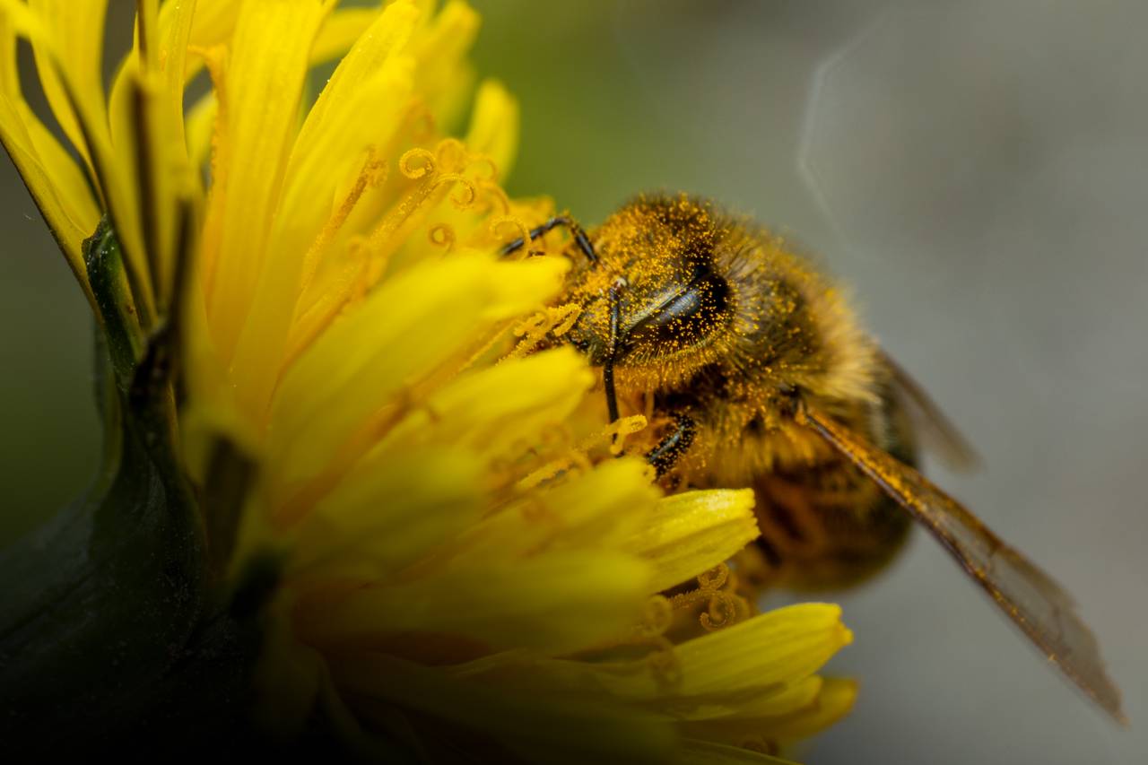 Den kjente, hårete honningbien er på en hestehov. Den er dekt av bittesmå pollenkorn. Du ser fasettøynene. De er ikke runde som på de fleste insektene, men avlange og dråpeformede. 