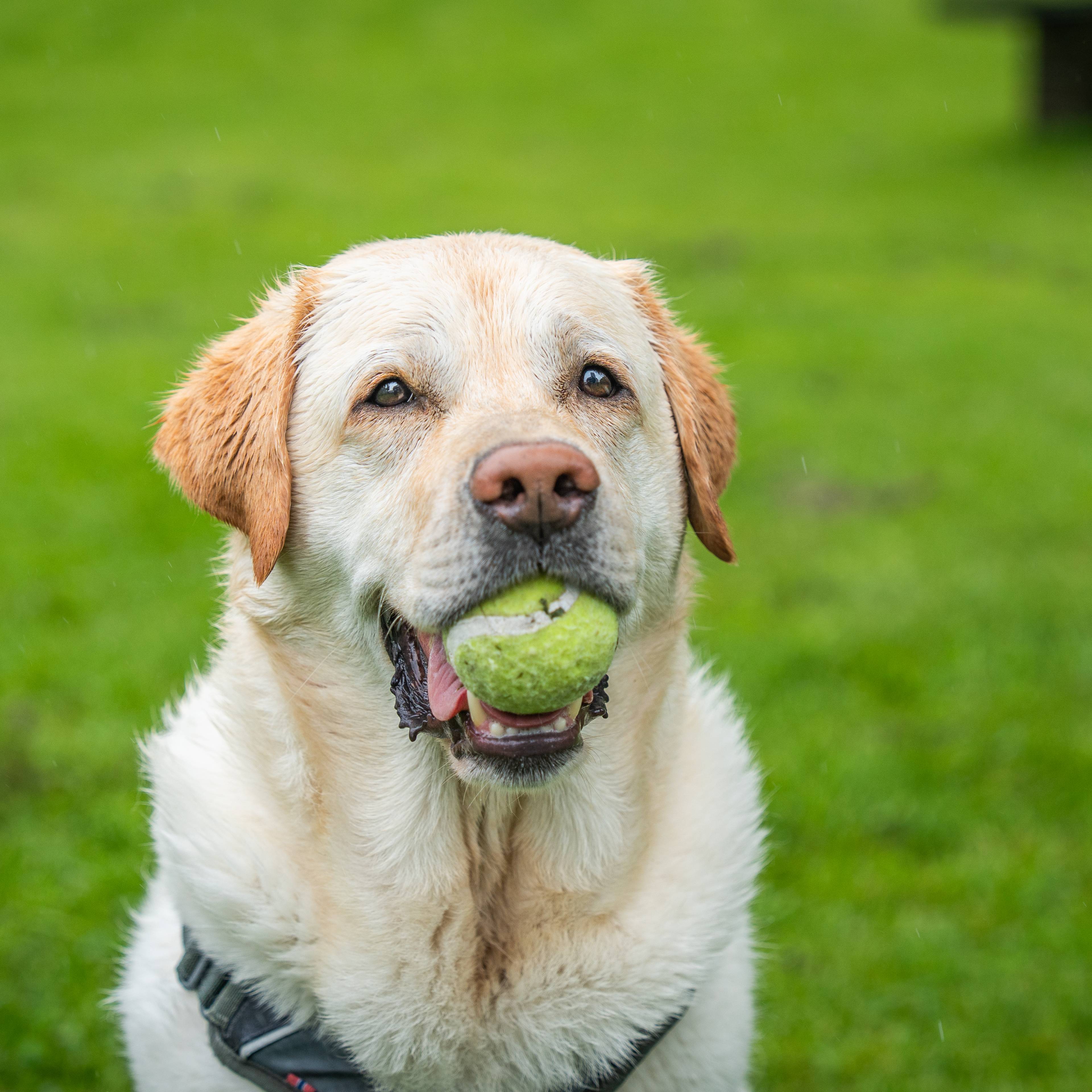En hvit hund sitter på gresset med en ball i munnen