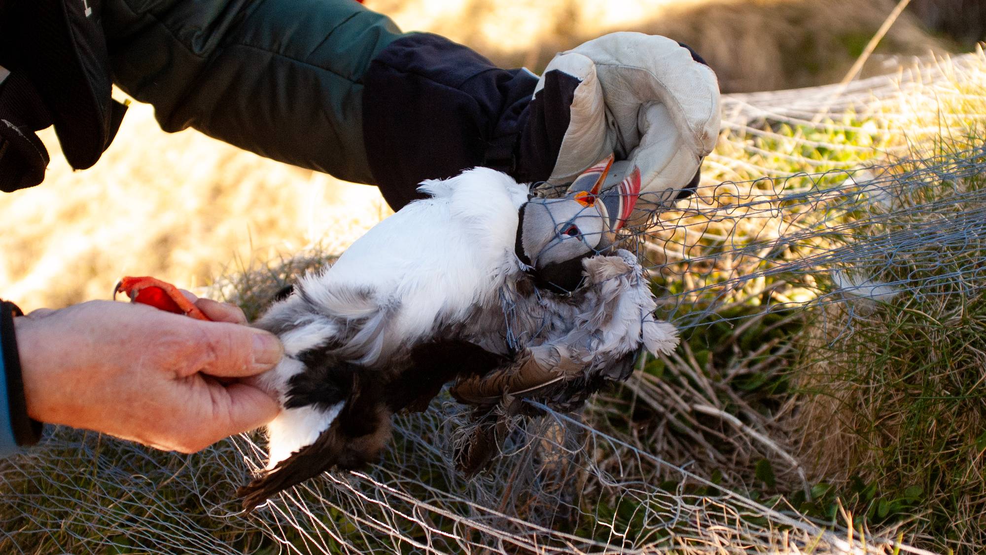 Folk som skjærer løs lundefugl fra nett. 
