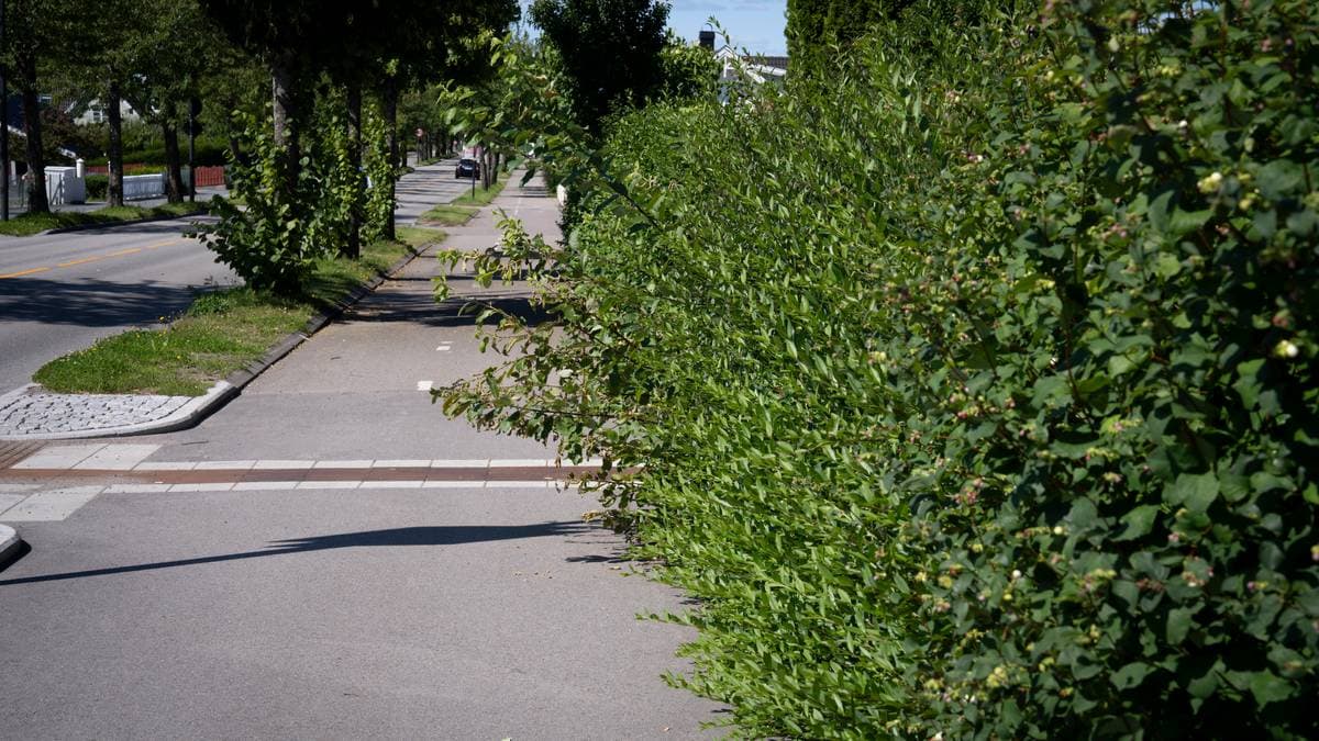 Advarer før skolestart: Hekken kan føre til trafikkskrekken