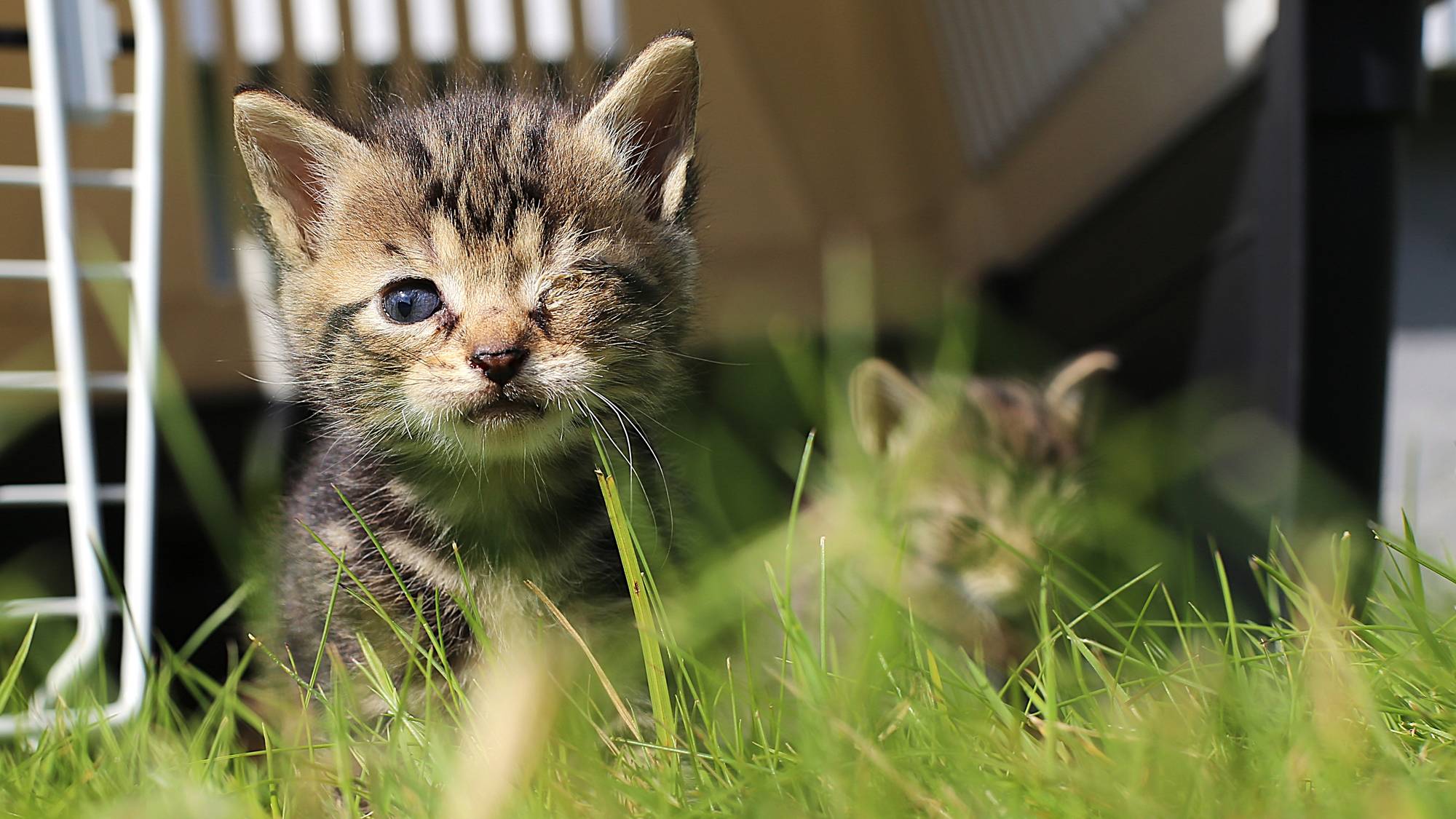 Syke katter med øyeinfeksjon
