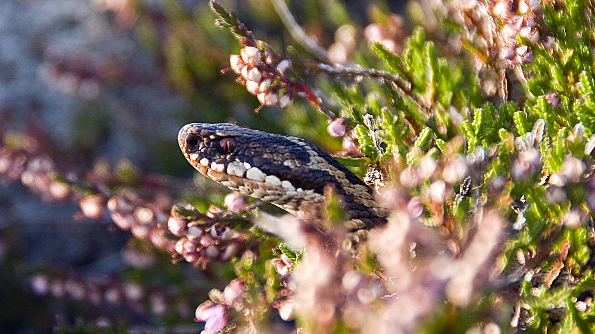 No kjem hoggormen fram: – Ingen grunn til å vere engsteleg