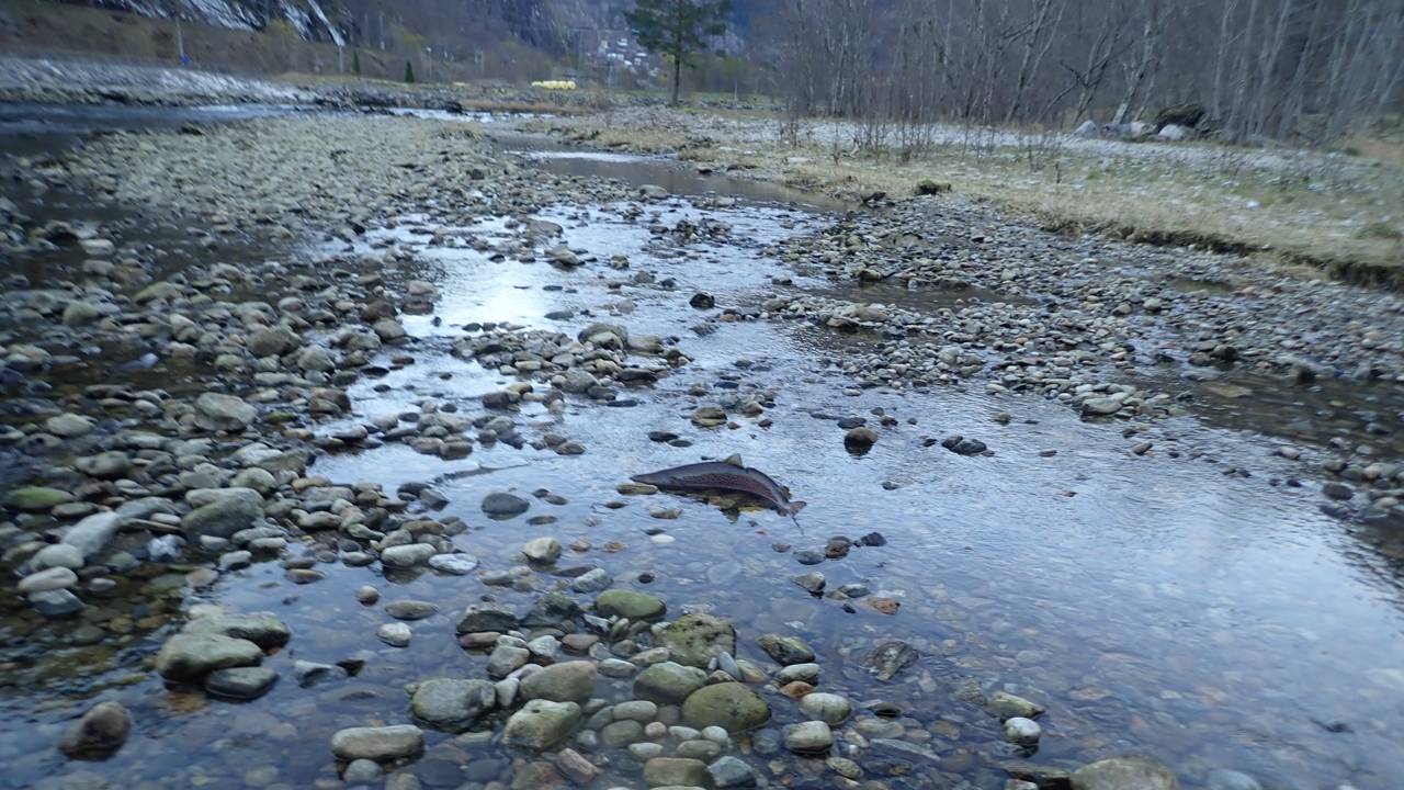 Laks er strandet i tørrlangt elv, Daleelva 2018
