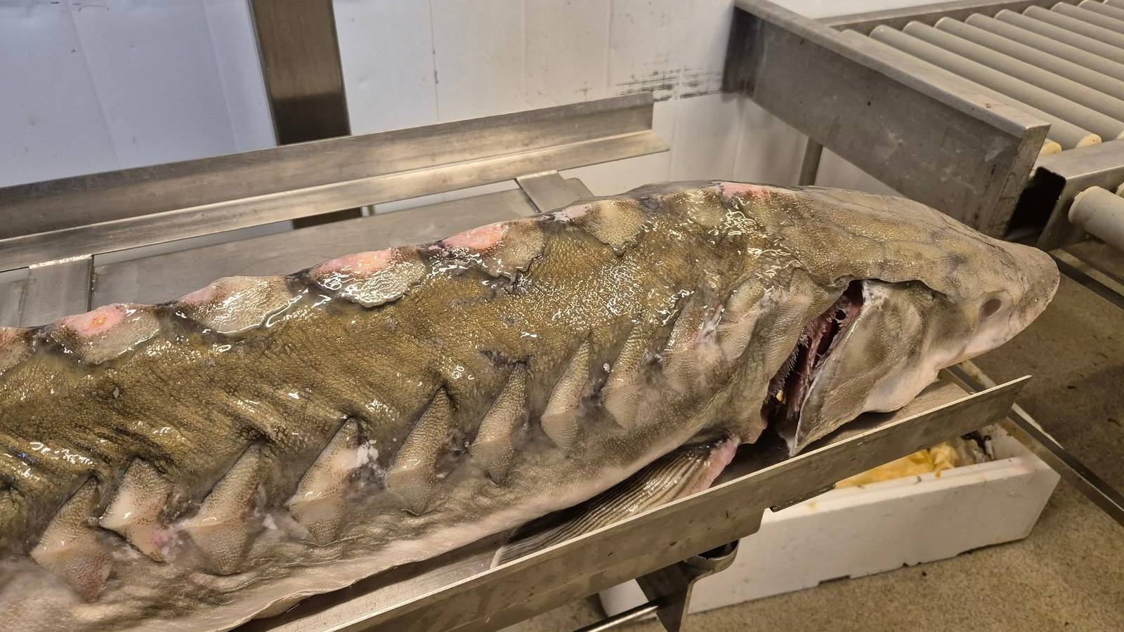 Forhistorisk utrydningstruet stør funnet i Norge: – Ser snål ut – NRK ...