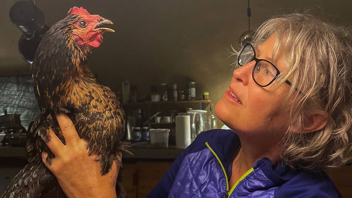 A hen from Beijing – NRK Urix – Foreign news and documentaries