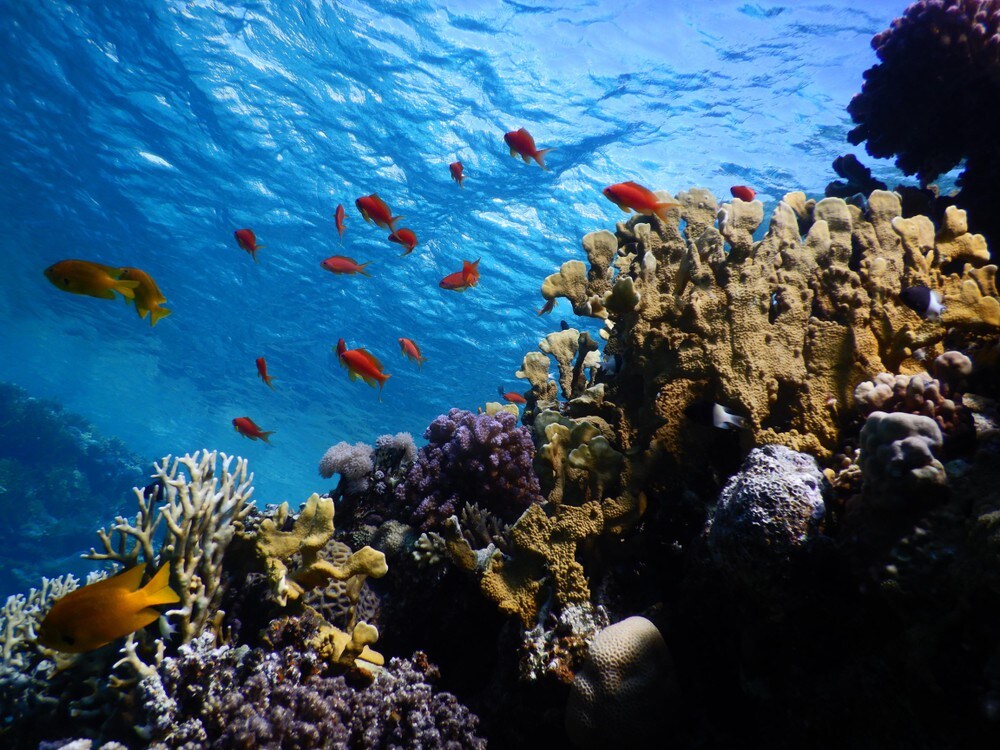 Dette korallrevet er bedre rustet mot klimaendringer