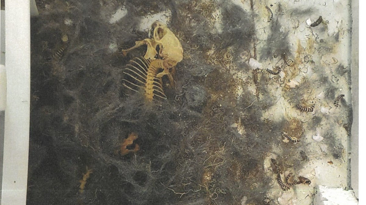 Boligkjøpere fant museskjelett på kjøkkenet: Høyesterett med historisk dom