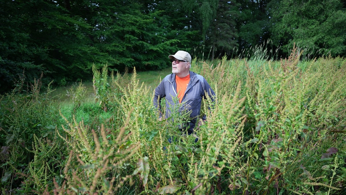 Får slakt av Naturvernforbundet: – Er dette en blomstereng?