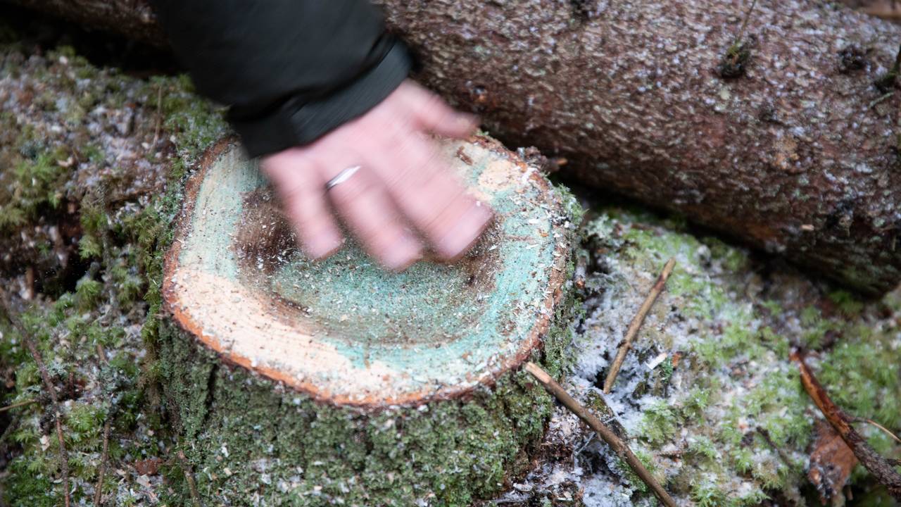 Rotkjuke. Skog på Gran.