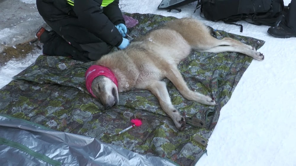 Fem personer anmeldt for å jage ulv ut av Østfold